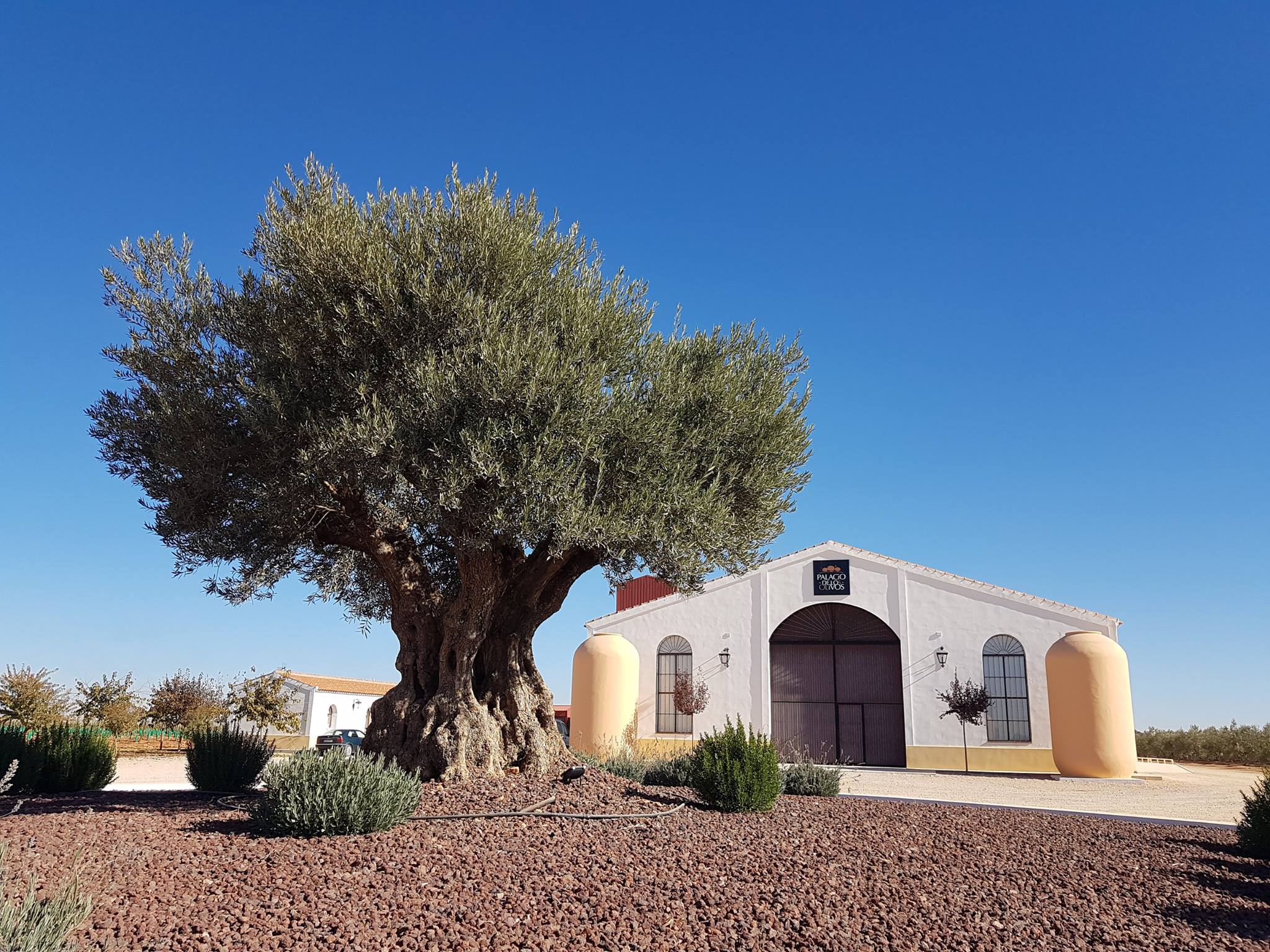 El mejor aceite de oliva del mundo nace en el Campo de Calatrava